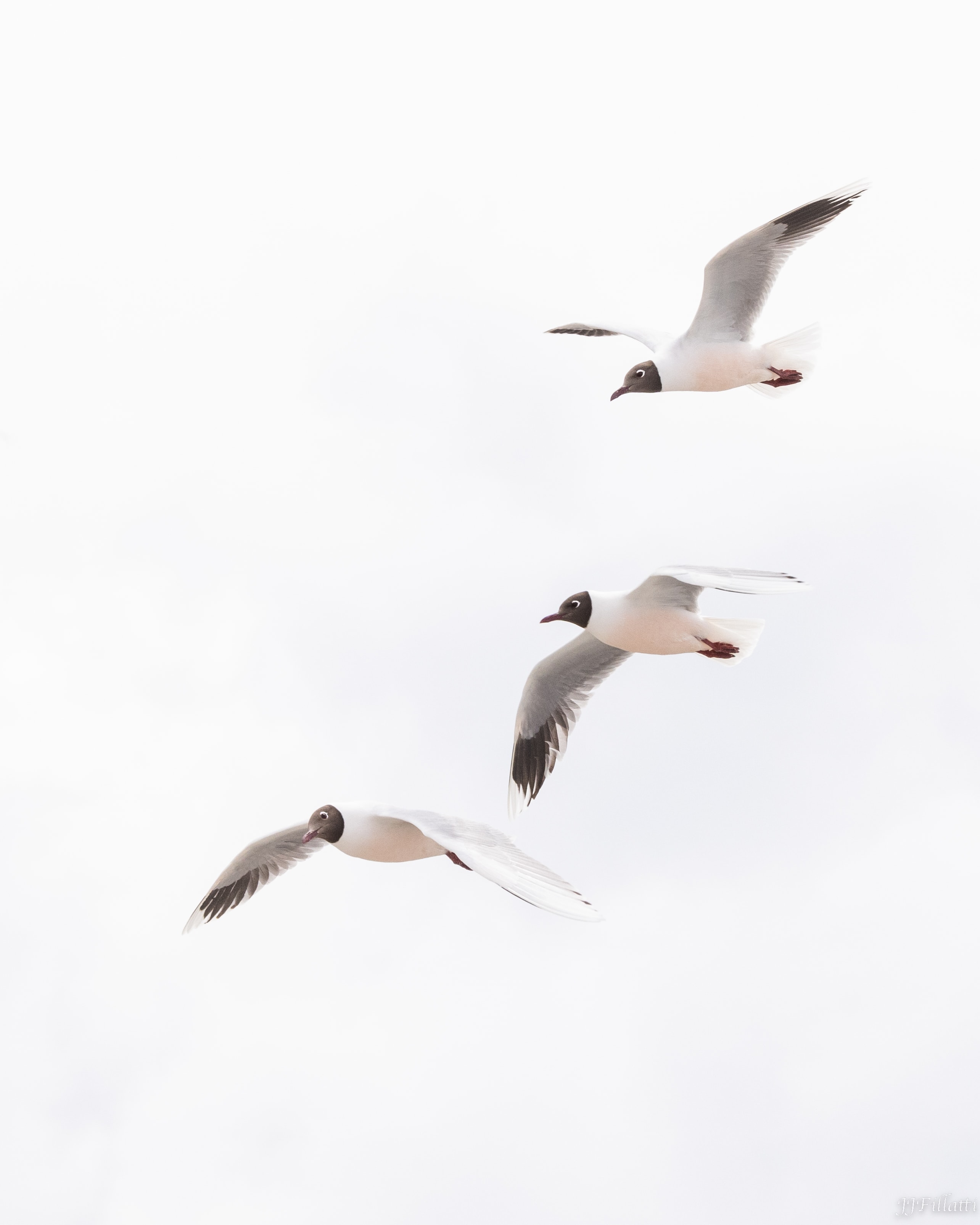 bird of the falklands image 86